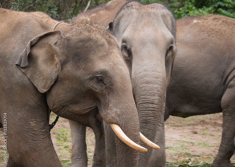 Fototapeta premium Asia elephant