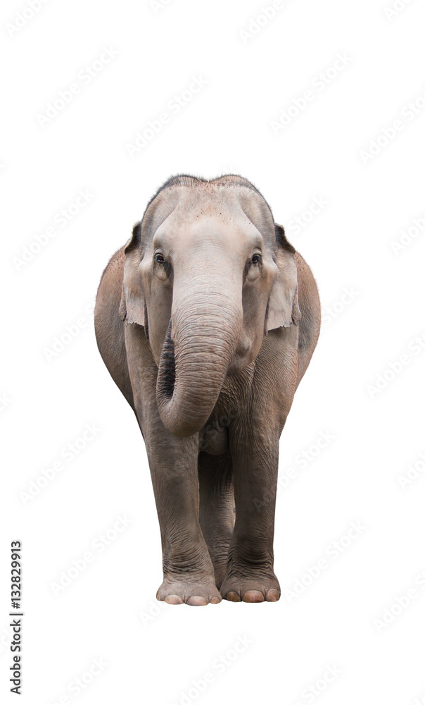 Naklejka premium Asia elephant isolate on white background