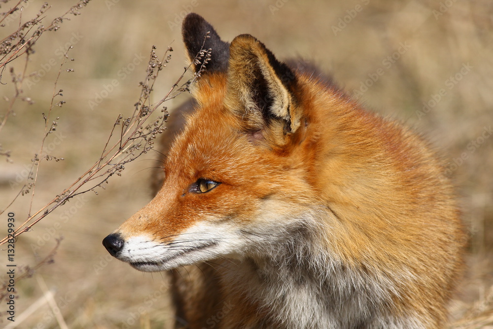Obraz premium Red fox