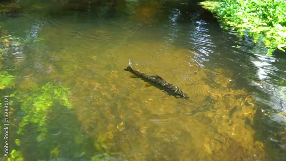 Under water shot of Brown trout swimming around a natural stream. The light catches them to show why they are called Brown trout. Under water shot of Brown trout swimming around a natural stream. The light catches them to show why they are called Brown trout.