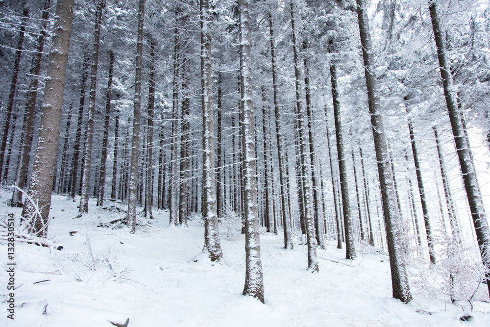 Mystery snow forest Mystery snow forest