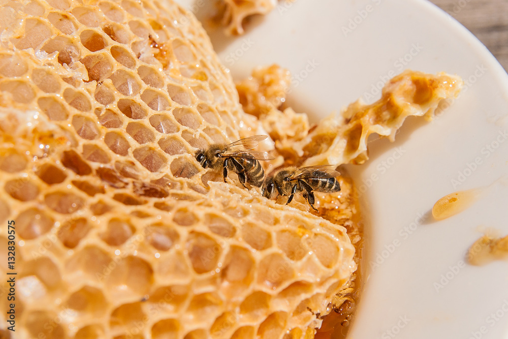 Close up view of the working bee on the honeycomb with sweet hon Close up view of the working bee on the honeycomb with sweet hon