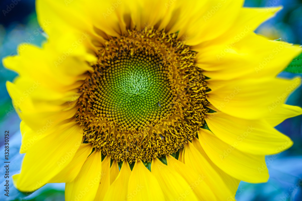 Sunflowers at Hanoi, Vietnam Sunflowers at Hanoi, Vietnam