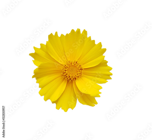isolated flower