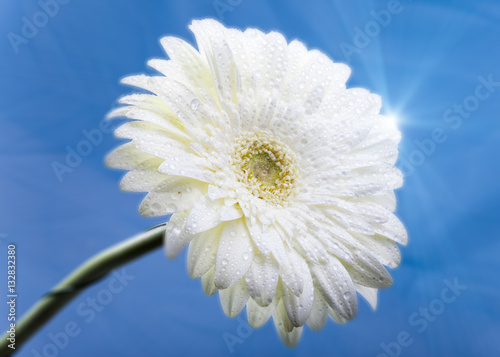 Transvaal daisy flower in rain drops