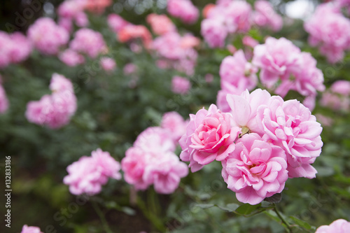 Pink roses in garden © Danai
