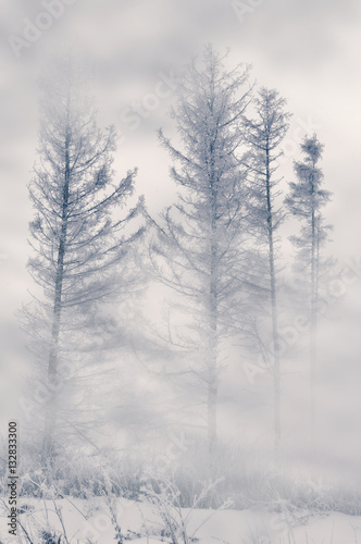 Winter larches and dense fog. Tinted image.