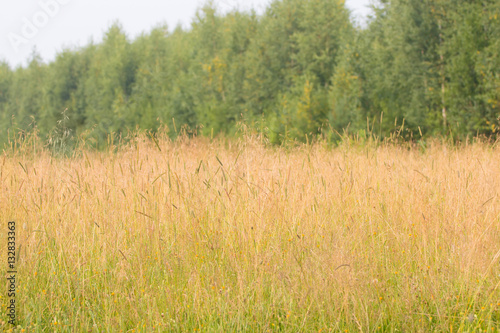 Meadow with dry yellow grass on wind at summer near green trees