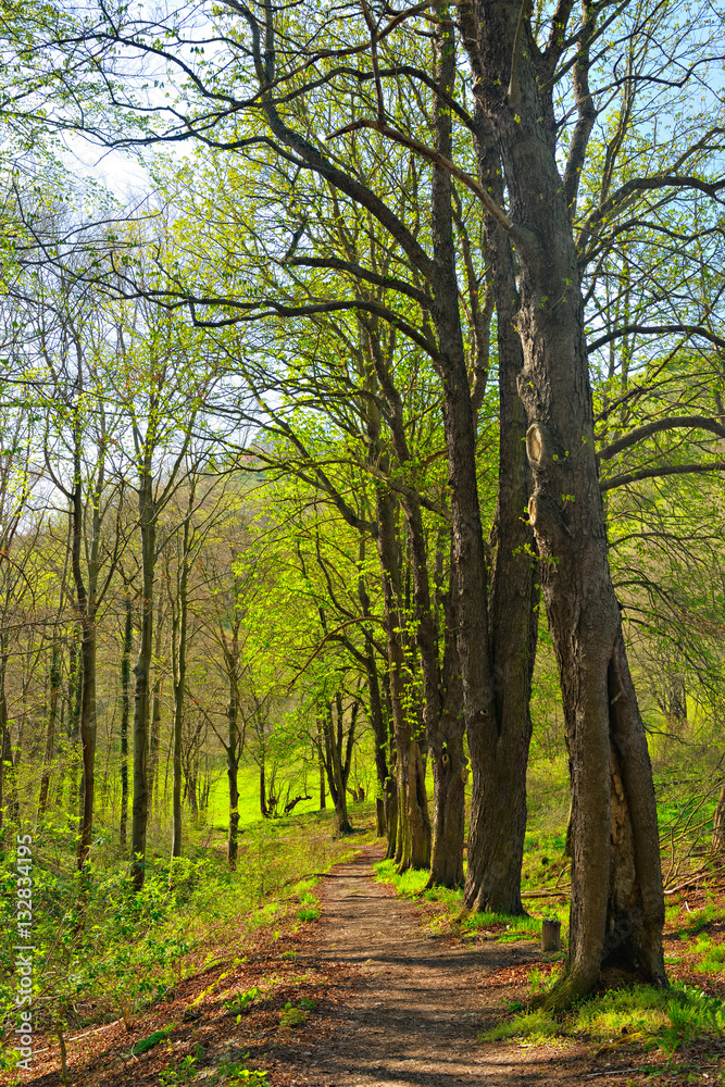 Wanderweg durch Laubwald im Frühjahr, erstes frisches Grün schlägt aus