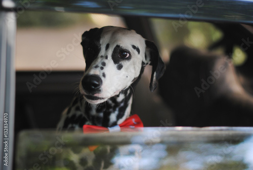 Dog dalmatian in a red bow tie looks out the window of car
