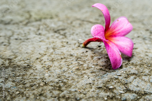 Pink flowers fall on concrete floor