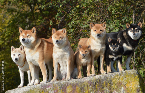 Photography Shiba Inu