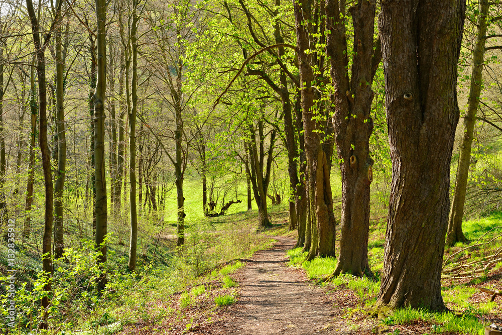 Wanderweg durch Laubwald im Frühjahr, erstes frisches Grün schlägt aus Wanderweg durch Laubwald im Frühjahr, erstes frisches Grün schlägt aus