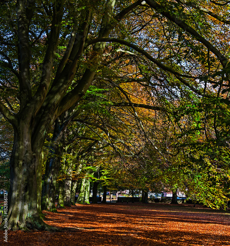 Autumn Colours in Calderstones Park, Liverpool, England.