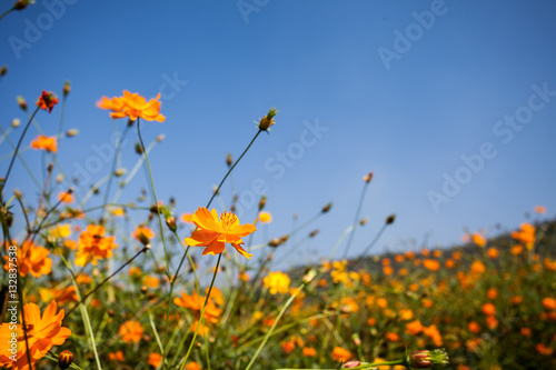Fototapeta Naklejka Na Ścianę i Meble -  orange cosmos flowers