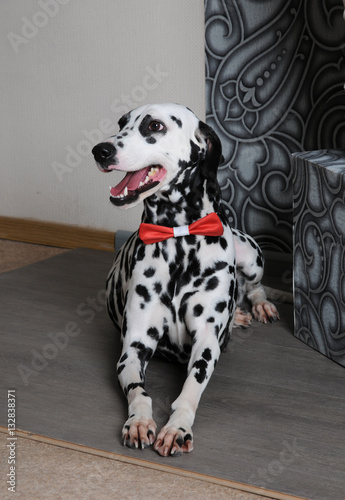 Dalmatian dog in a red bow tie in stylish gray-steel interior. Wallpapers with monograms © sorocka