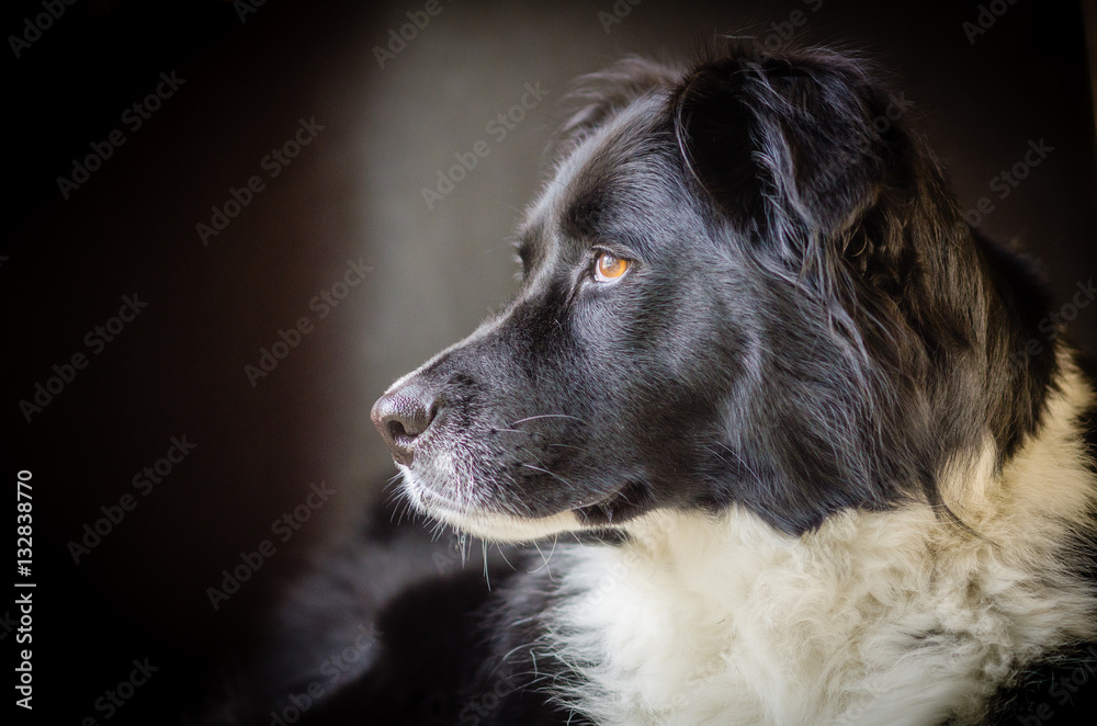 Profile  of a black dog with white ruff with dark background.