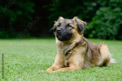 brown dog lying on meadow