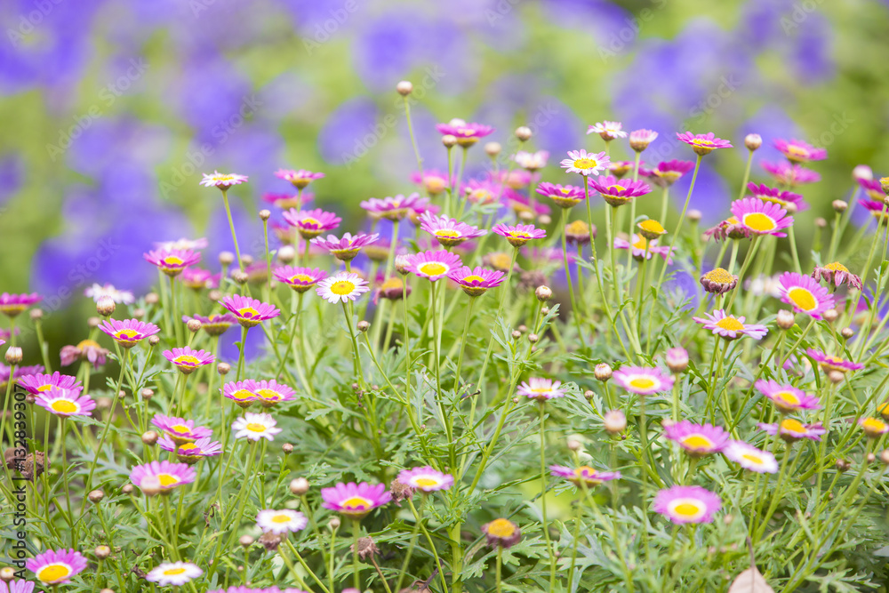 Fototapeta premium Daisy flower feild in daylight