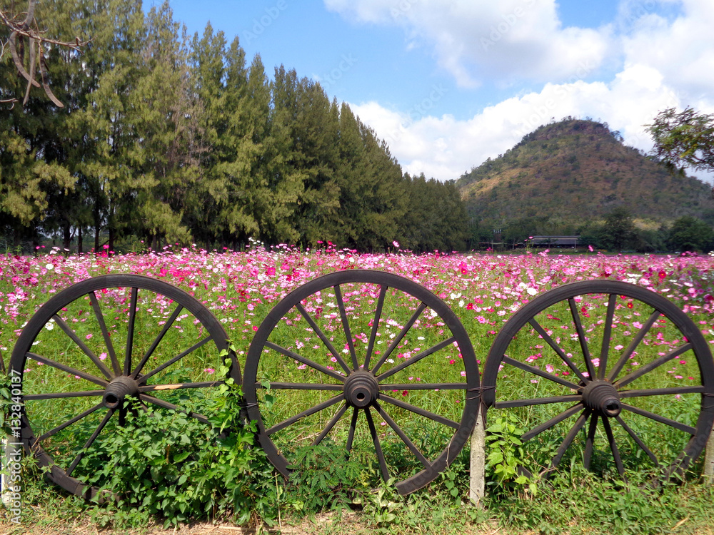 Beautiful Blooming Pink Cosmos Field at the Foothill behind the Unique Wooden Wheel Fence, Thailand 