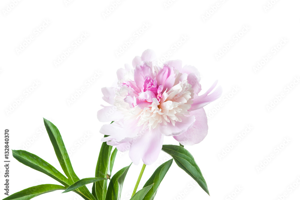  Floral wallpaper, Peony, beautiful pink flower.