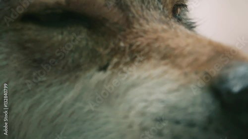 wolf eyes close up