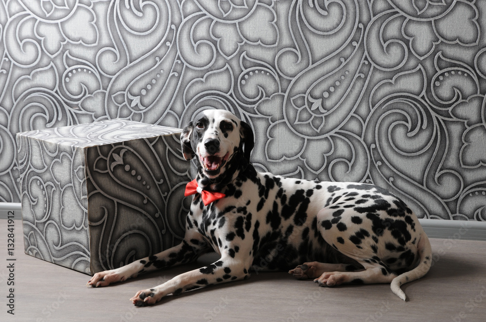 Dalmatian dog in a red bow tie in stylish gray-steel interior. Wallpapers with monograms