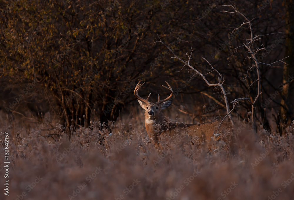 Fototapeta premium White-tailed deer buck standing in the golden light in the autumn rut in Canada