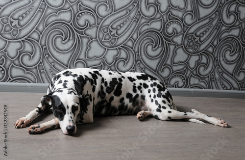 Dalmatian dog in a red bow tie in stylish gray-steel interior. Wallpapers with monograms