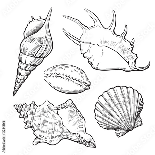 Set of various beautiful mollusk sea shells, sketch style illustration isolated on white background. Realistic hand drawing of seashells like conch, kauri, oyster, spiral, clam and mollusk shells