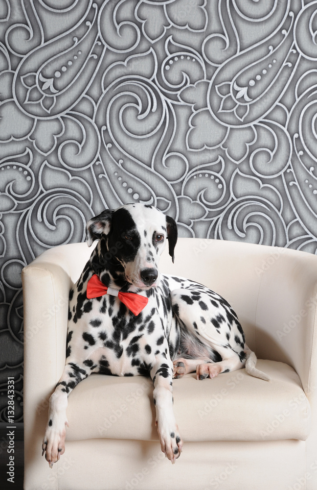 Dalmatian dog in a red bow tie on a white chair in a steel-gray interior