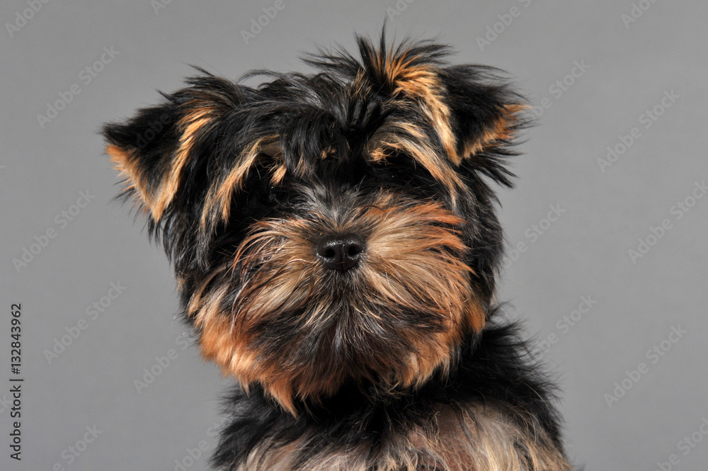 yorkshire terrier yorkshire terrier