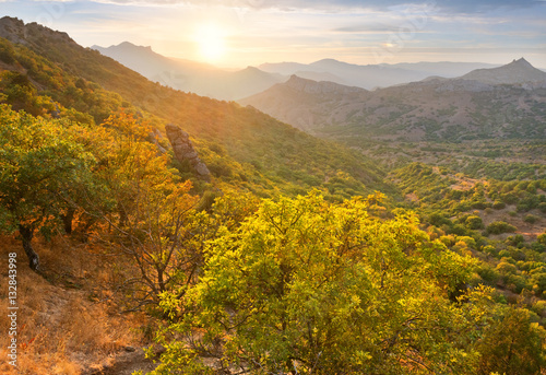 Forest on hillside in setting sun.