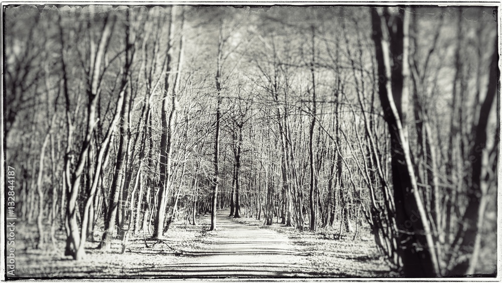 Fototapeta premium Chemin en Forêt 