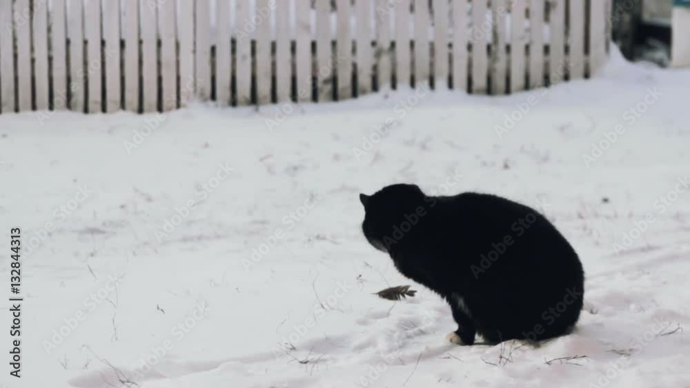 Cats play with feather at garden to keep warm Cats play with feather at garden to keep warm