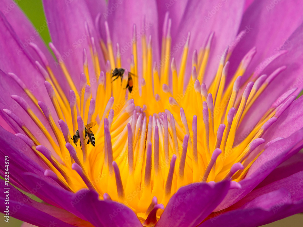close up of two bee on lotus