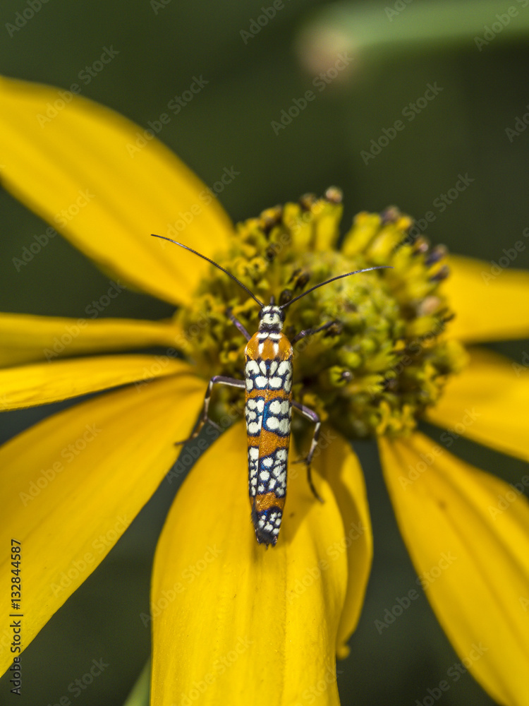 ailanthus webworm,Atteva aurea ailanthus webworm,Atteva aurea