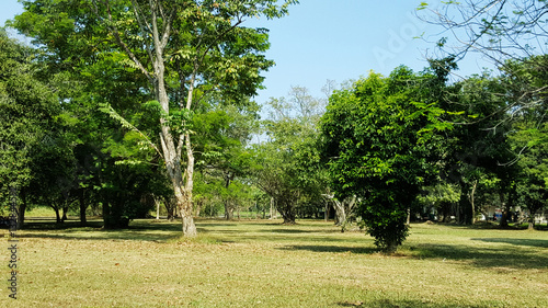 green grass field in big city park