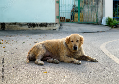 Dog golden retriever mangy scabby lying lonely photo