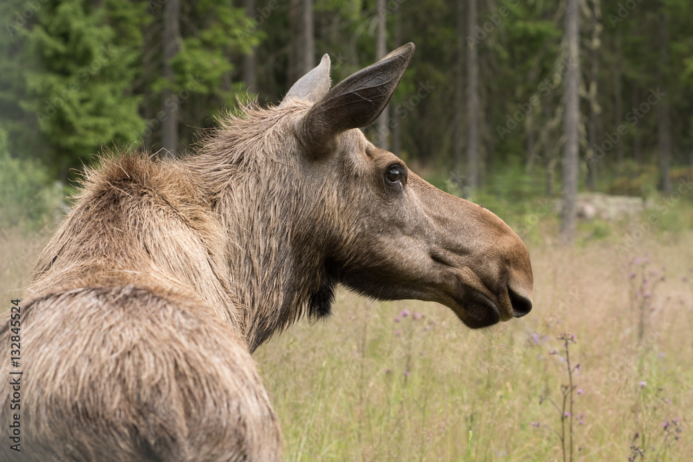 Moose-Close Moose-Close