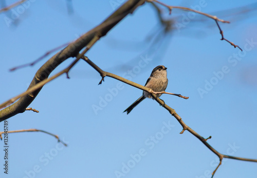 Aegithalos Caudatus - Chapim Rabilongo, in the tree branch