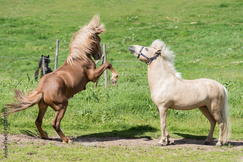 Horse Courtship
