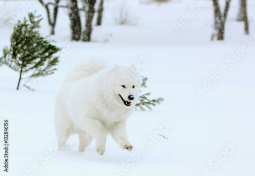 Joyful white Samoyed dog runs in the winter forest. Puppy large breed northern sled on snow actively jumping. Fluffy pet walks on the street.