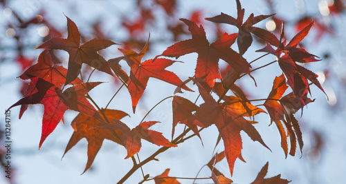 Autumn Foliage Closeup