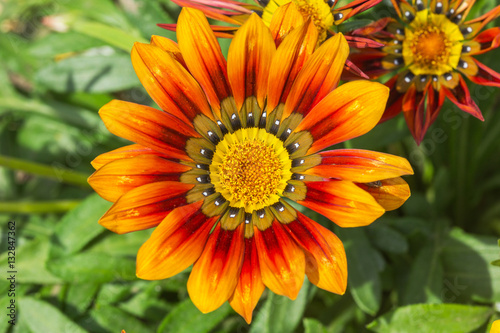 Fototapeta Naklejka Na Ścianę i Meble -  Gazania flowers colored yellow and Red