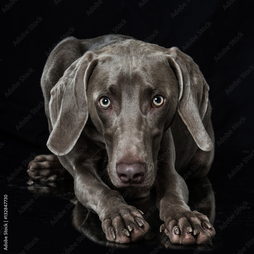 Weimaraner Weimaraner
