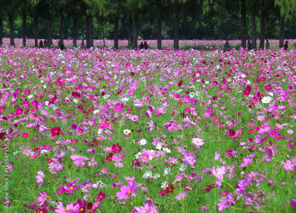 Many Shades of Pink Blooming Cosmos in the Field, Thailand 