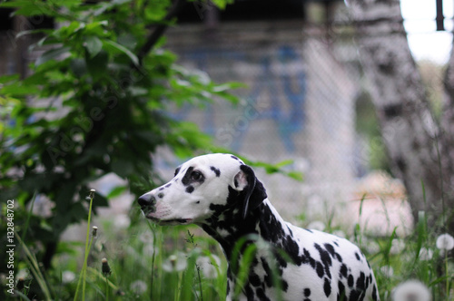 Dalmatian dog on a background of green nature