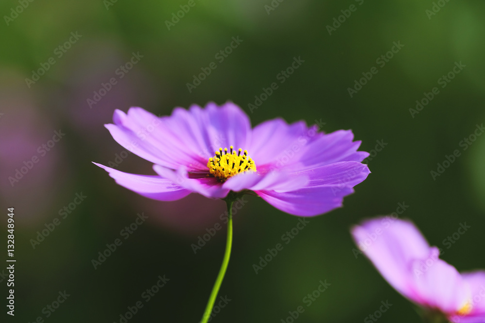 Cosmos flowers with selective focus and sunlight day