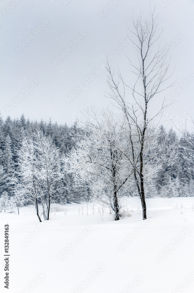 Obraz premium Schnee im Erzgebirge bei Altenberg